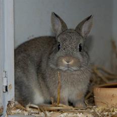 Kanin Hegnsholts Ballibat