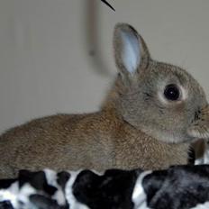 Kanin Hegnsholts Ballibat