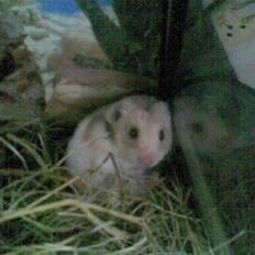 Hamster Natja