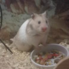 Hamster Natja