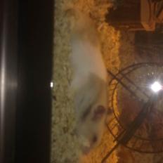 Hamster Natja