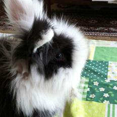 Kanin Cody Løvehoved/Angora