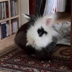 Kanin Cody Løvehoved/Angora