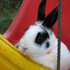 Kanin Hvide mis R.I.P