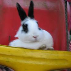 Kanin Hvide mis R.I.P