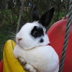 Kanin Hvide mis R.I.P