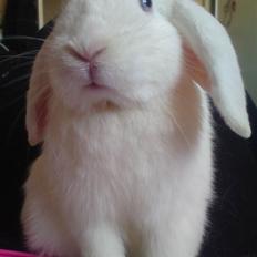 Kanin Stald-maliymut's luca star