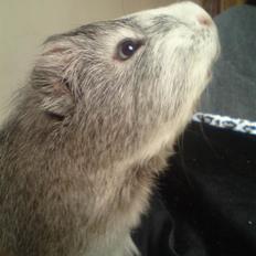 Marsvin prins kurt (tidligergnaver)