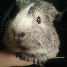 Marsvin prins kurt (tidligergnaver)