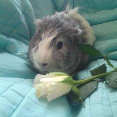 Marsvin prins kurt (tidligergnaver)