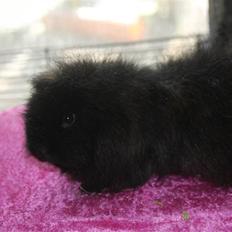 Marsvin Silvanis Safir