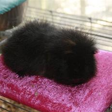 Marsvin Silvanis Safir