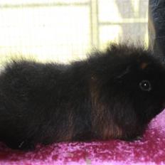 Marsvin Silvanis Safir