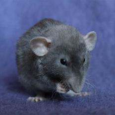 Tamrotte VictoyRats A Capella