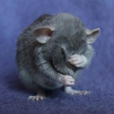 Tamrotte VictoyRats A Capella