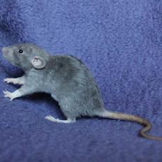 Tamrotte VictoyRats A Capella