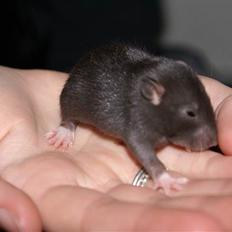 Tamrotte West Coast Lagavulin <3