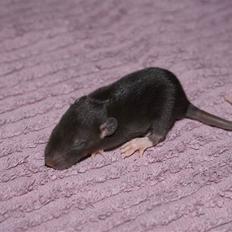 Tamrotte West Coast Lagavulin <3