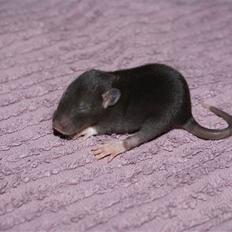 Tamrotte West Coast Lagavulin <3