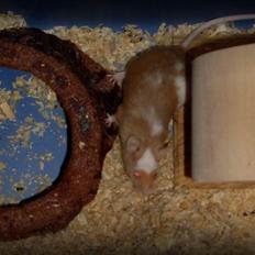 Mus R.I.P. Miss Jingles