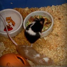 Mus R.I.P. Miss Jingles
