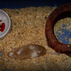 Mus R.I.P. Miss Jingles