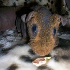 Marsvin Skinny - Choko. 