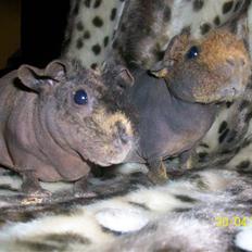 Marsvin Skinny - Choko. 