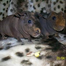 Marsvin Skinny - Coco