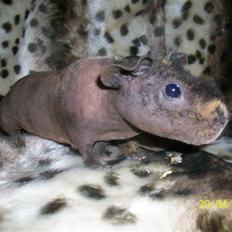 Marsvin Skinny - Coco