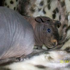 Marsvin Skinny - Coco