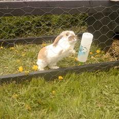 Kanin gnaske my lover boy