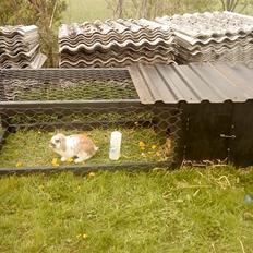 Kanin gnaske my lover boy