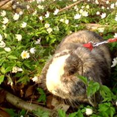 Kanin tokki kongen over alle:D