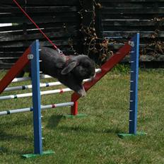 Kanin Dyrby's Señor Speedy