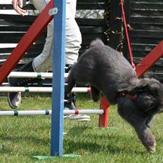 Kanin Dyrby's Señor Speedy