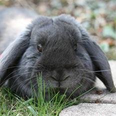 Kanin Dyrby's Señor Speedy