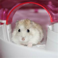 Dværghamster Pjuske (Vinter hvid Saphir)