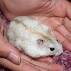 Dværghamster Pjuske (Vinter hvid Saphir)