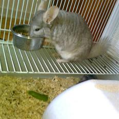Chinchilla Beauty