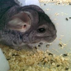 Chinchilla Balou