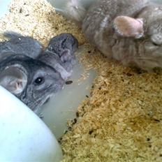 Chinchilla Balou
