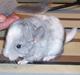 Chinchilla Zofia