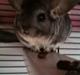 Chinchilla Belis|Solgt|