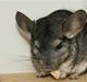 Chinchilla Basse
