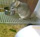 Chinchilla Beauty