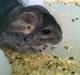 Chinchilla Balou