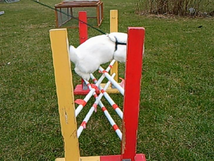 Kanin White Diamond Athos billede 6