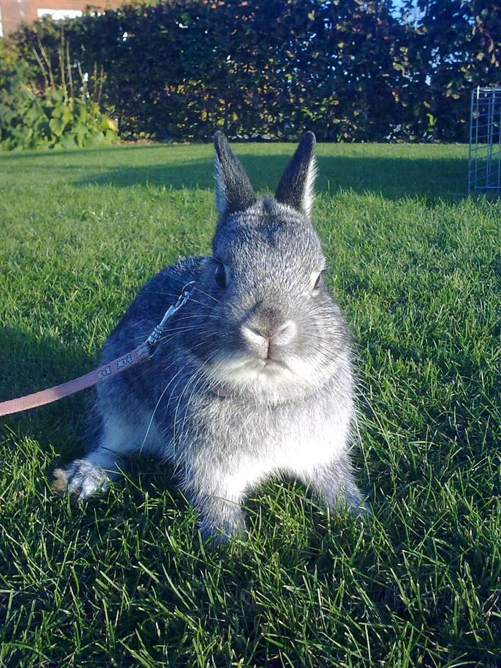 Kanin Silver <3 (Solgt) billede 1