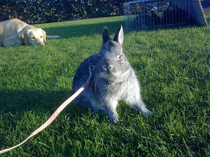 Kanin Silver <3 (Solgt) billede 2